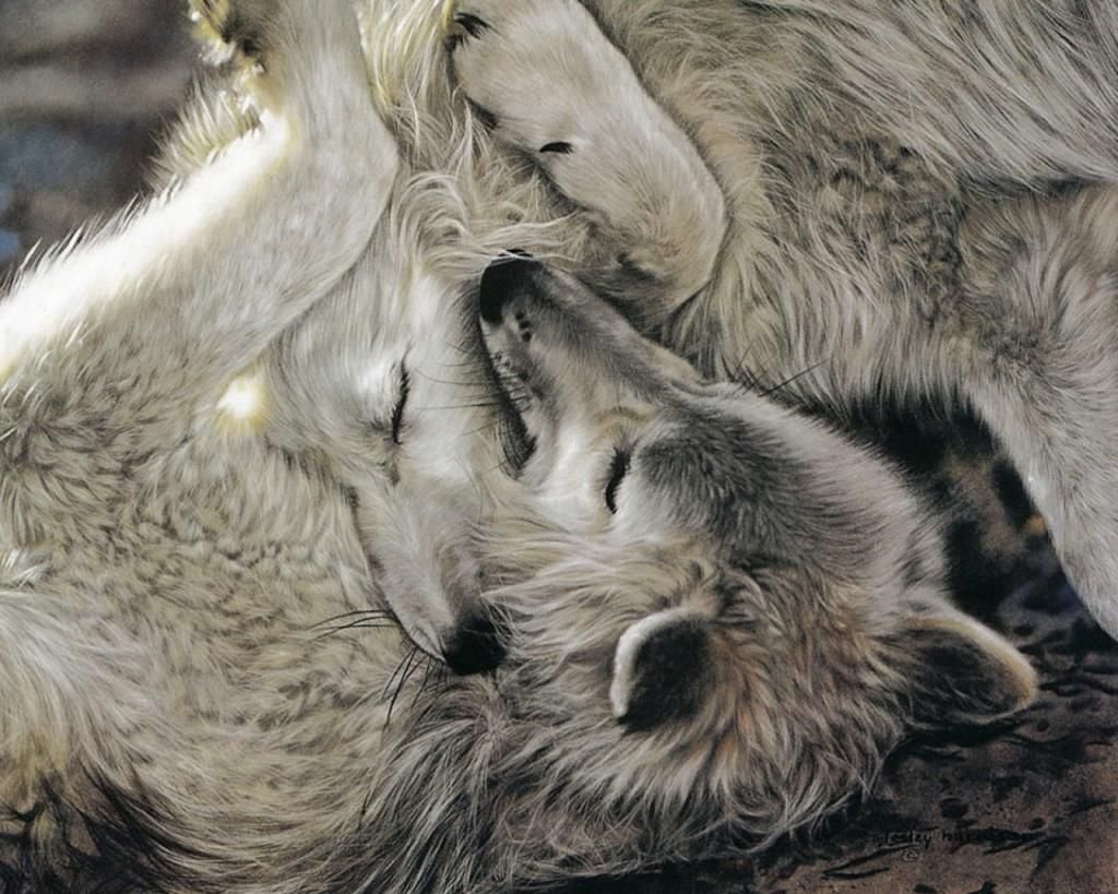 Нежность Волков