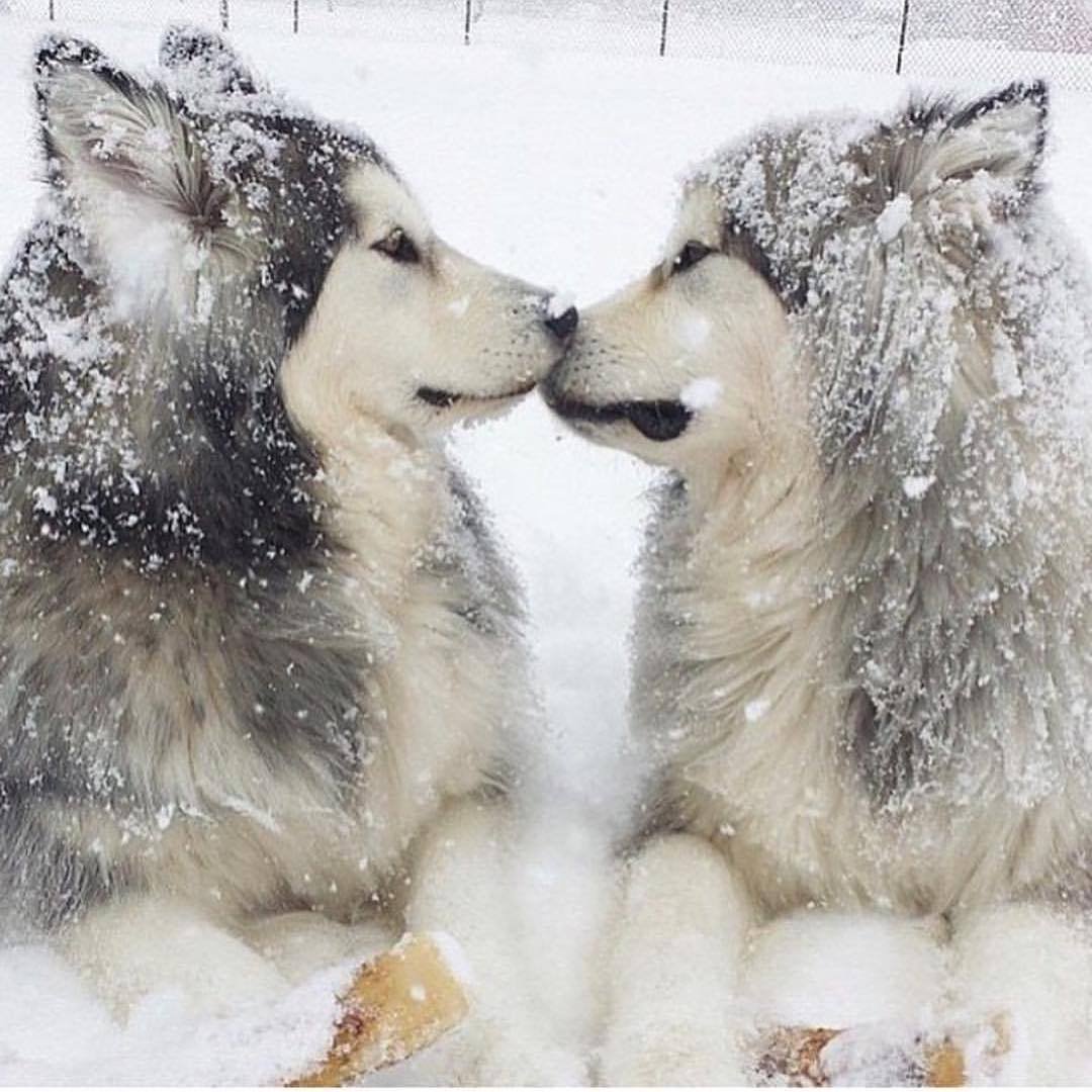 Хаски поцелуй