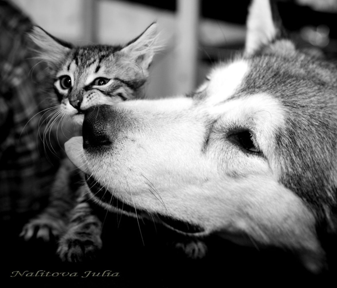 Волк и кошка