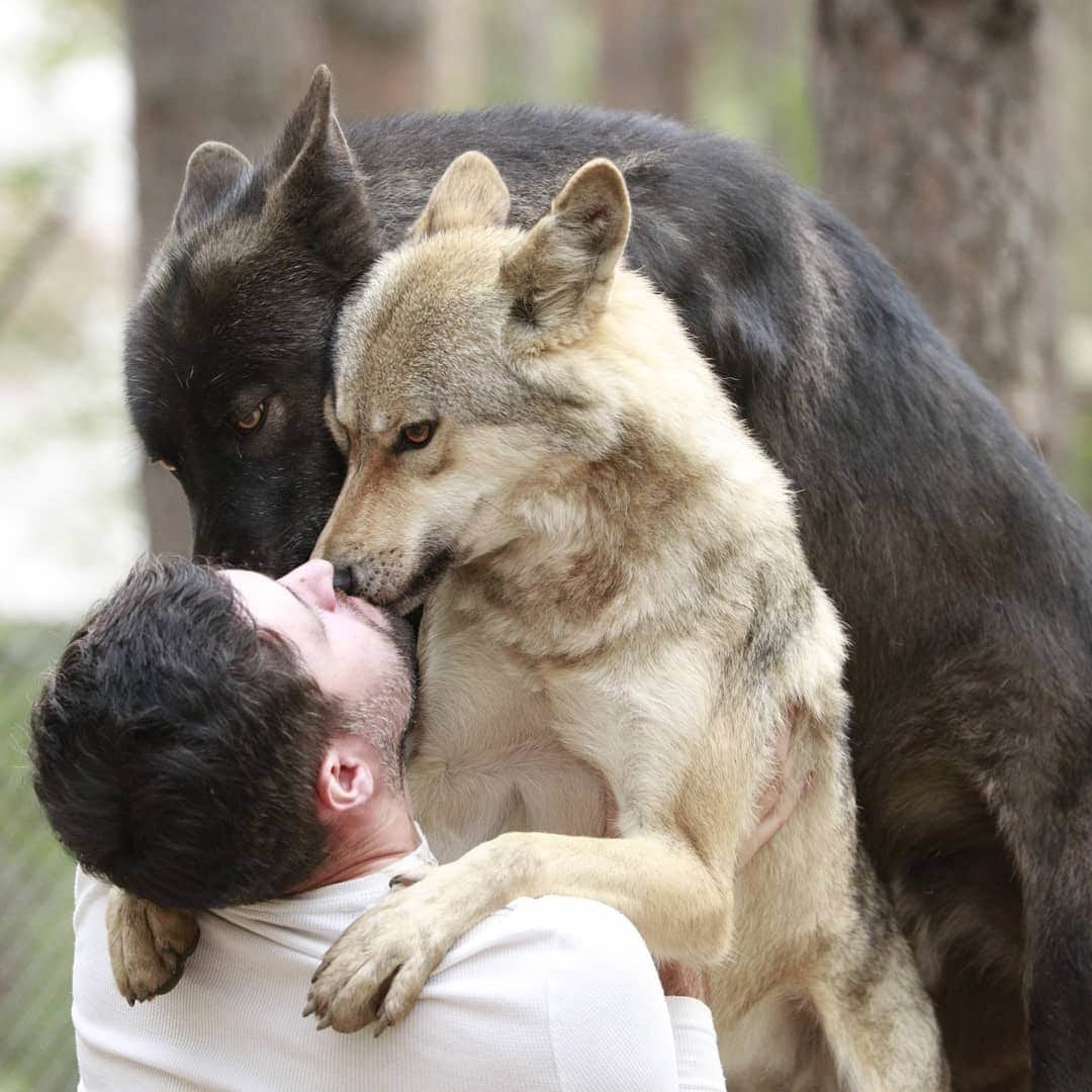 Прирученный волк