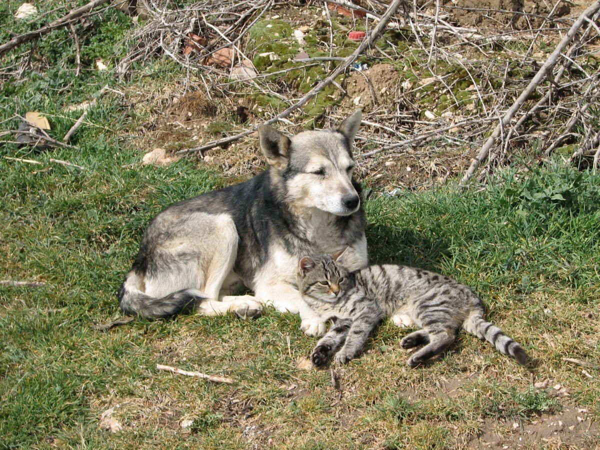 Волк и собака Дружба