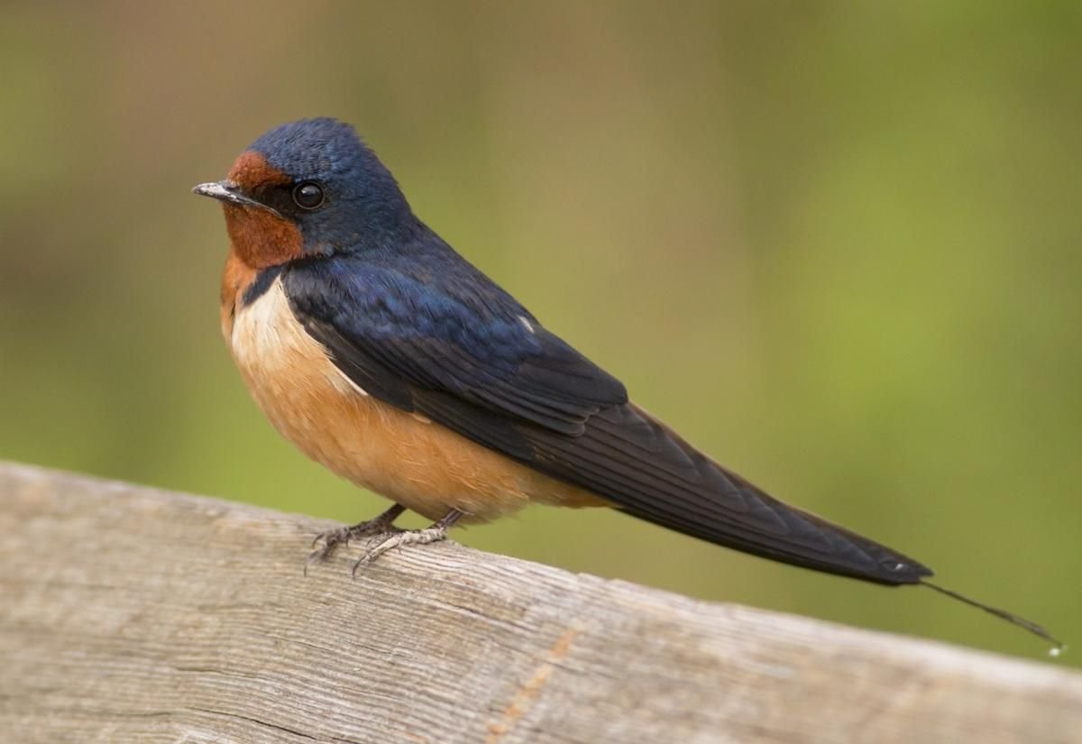 Птица с красным брюшком Снегирь