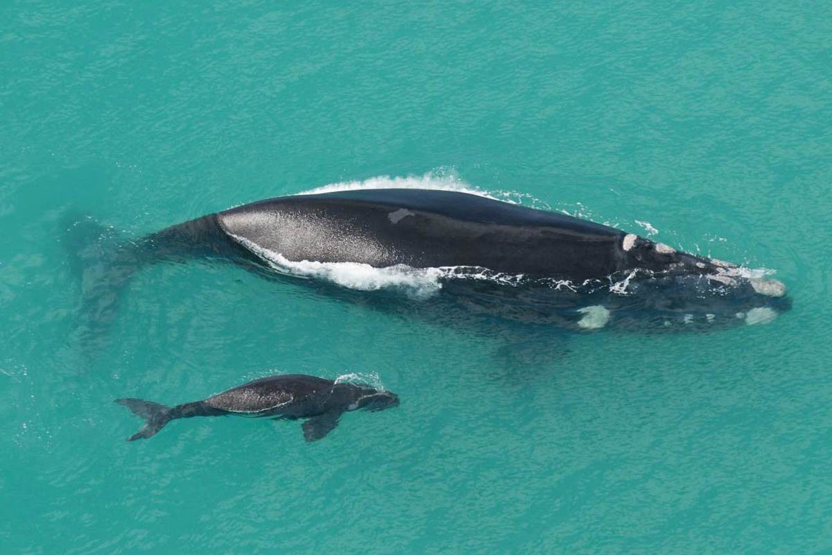 Японский кит Eubalaena glacialis japonica