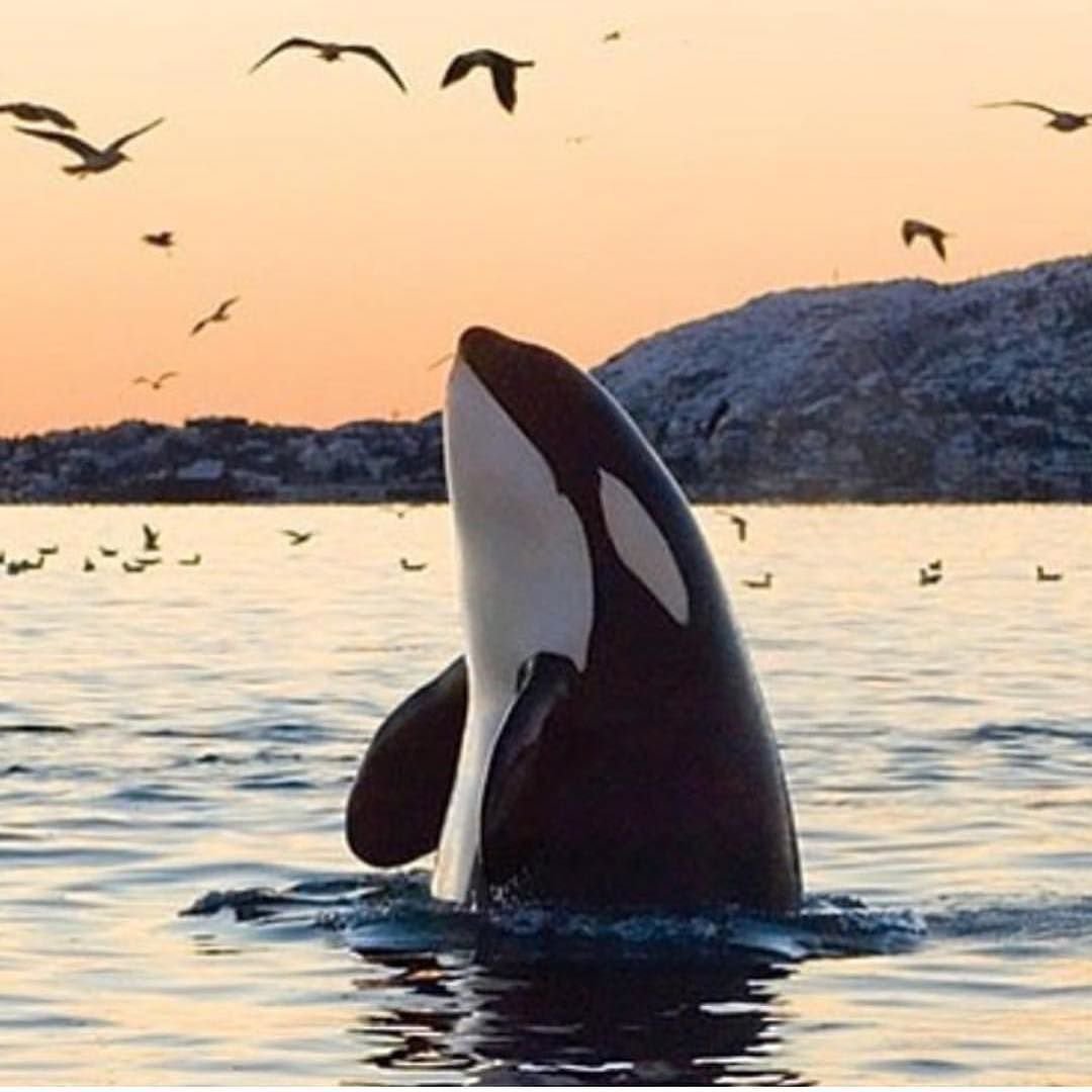 Горбатый кит Гавайи