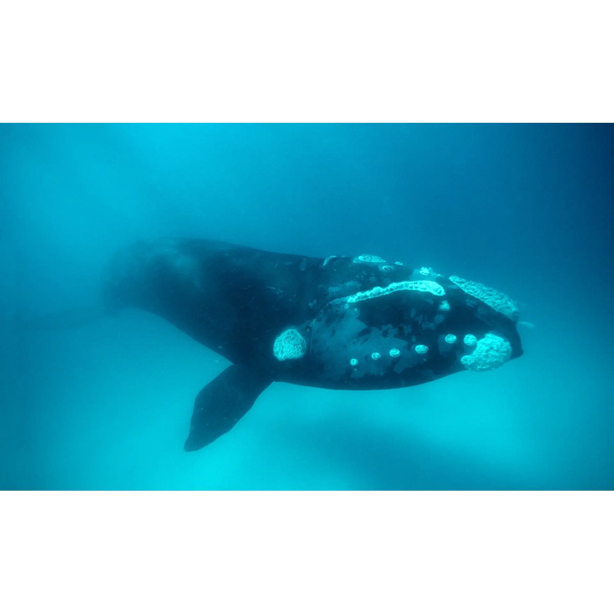 Касатка на закате