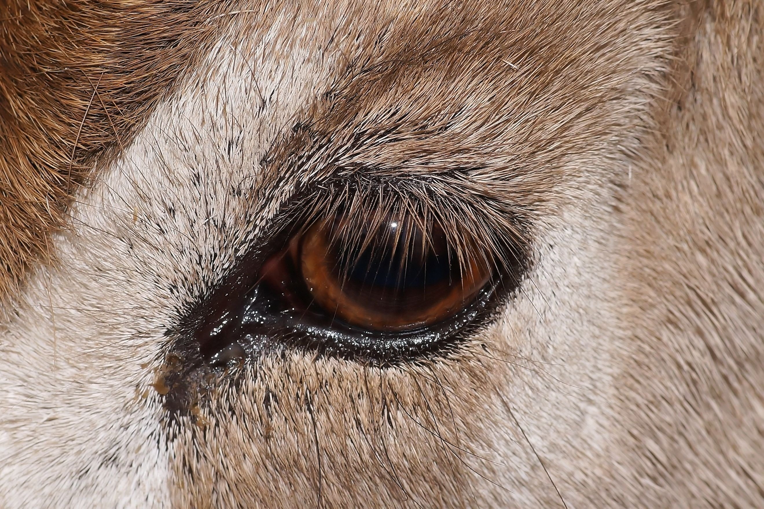 Какие глаза у зверей. Глаза животных. Глаза животных крупным планом. Необычные глаза животных. Глаз млекопитающих.