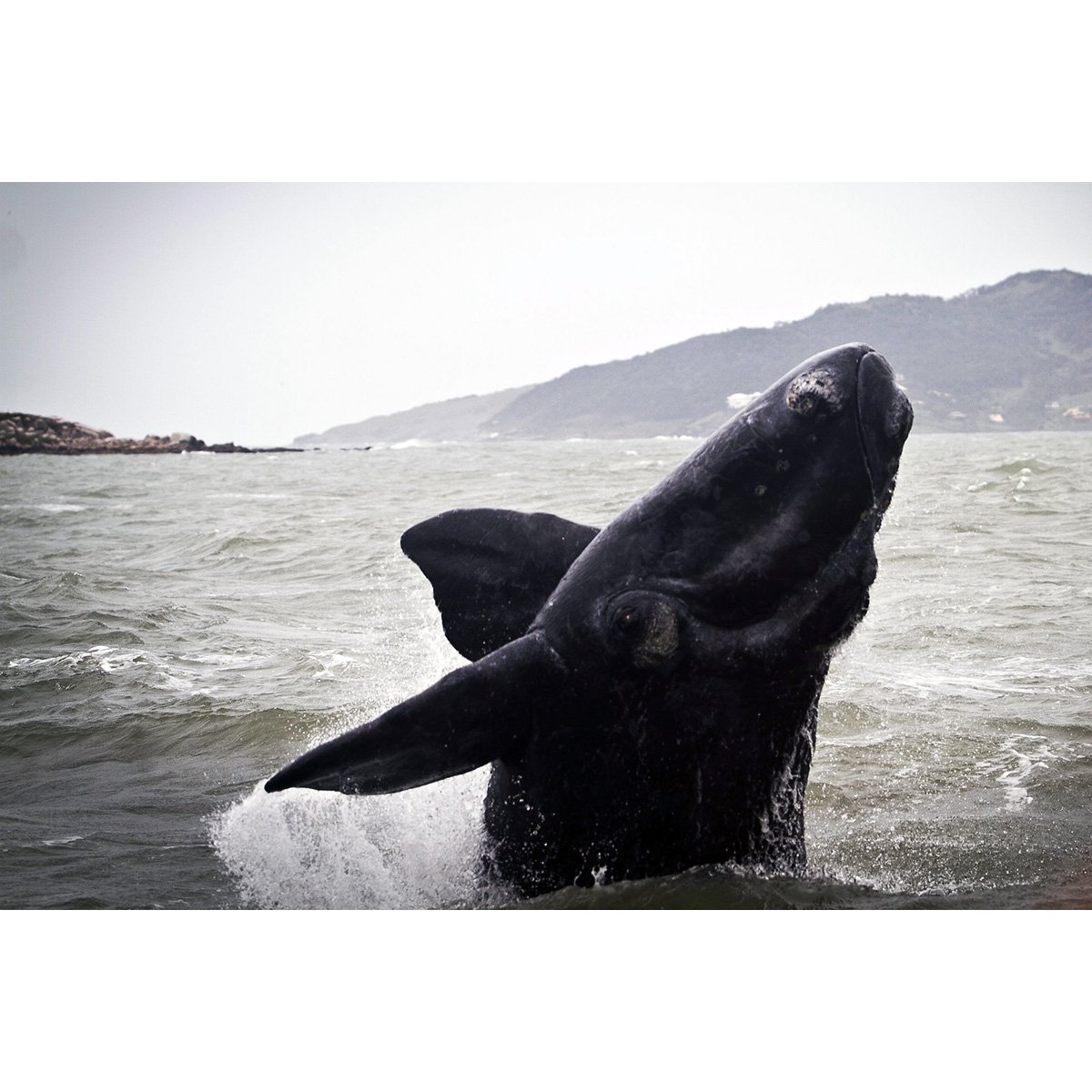 Горбатый кит вид сбоку