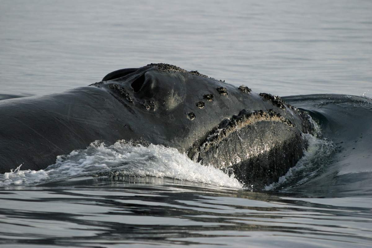 Североатлантический гладкий кит