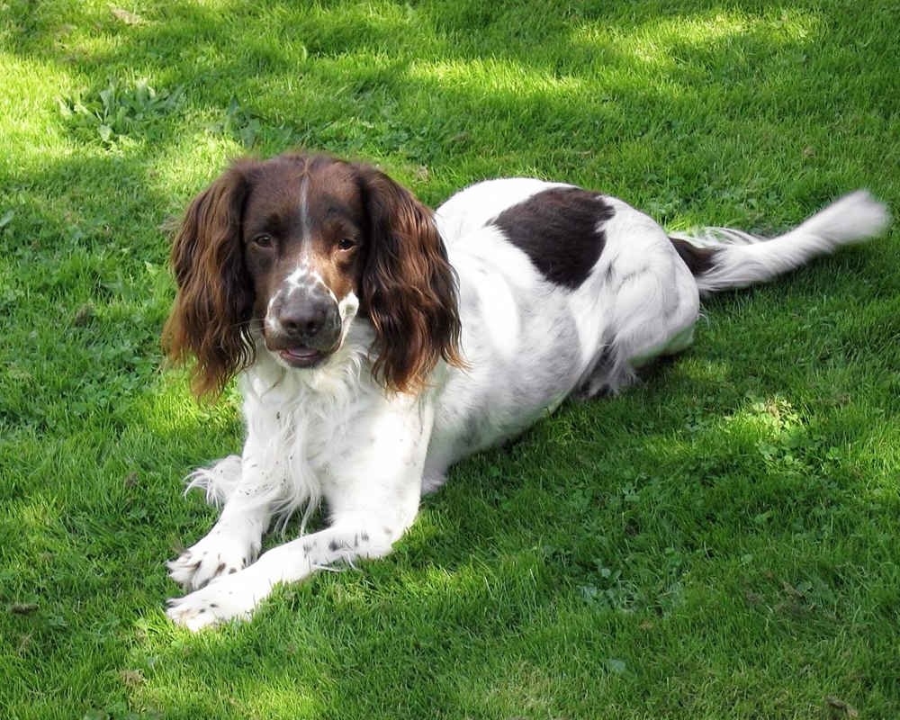 Золотистый ретривер HD