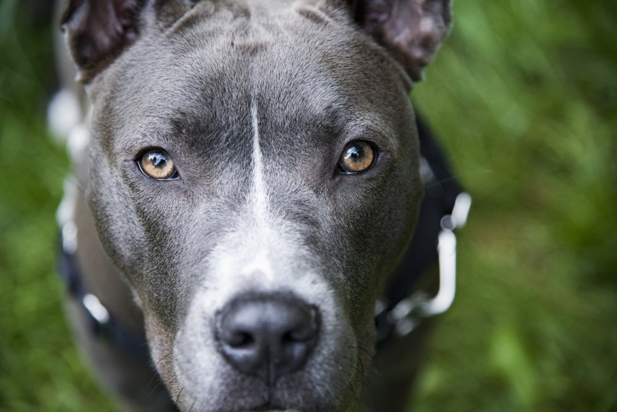 Pitbull emotions