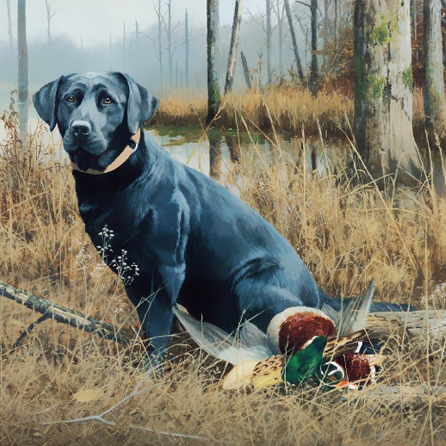 Лабрадор ретривер