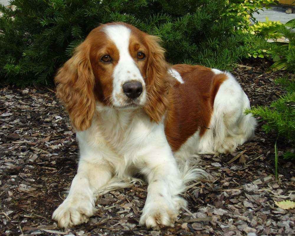 Тактическая такса