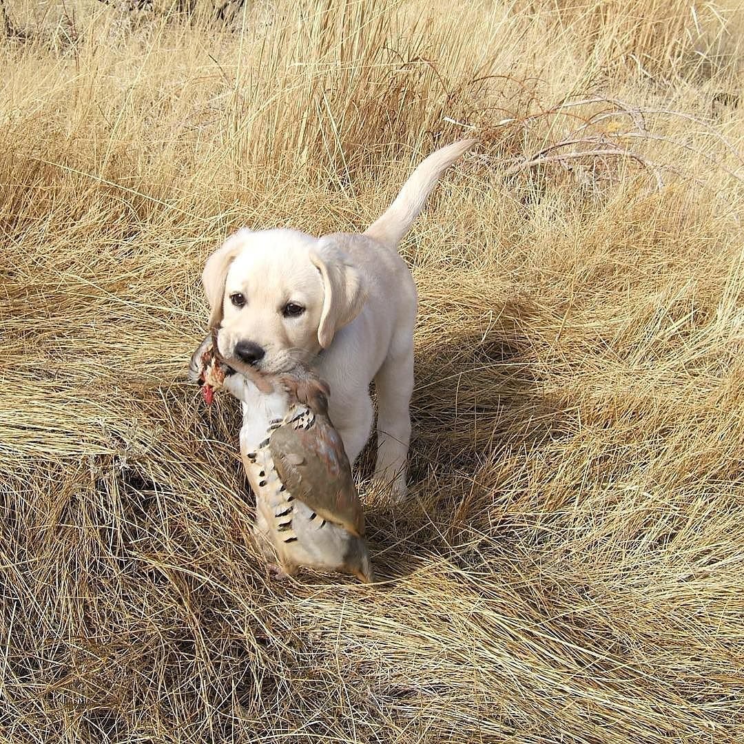 Лабрадор ретривер