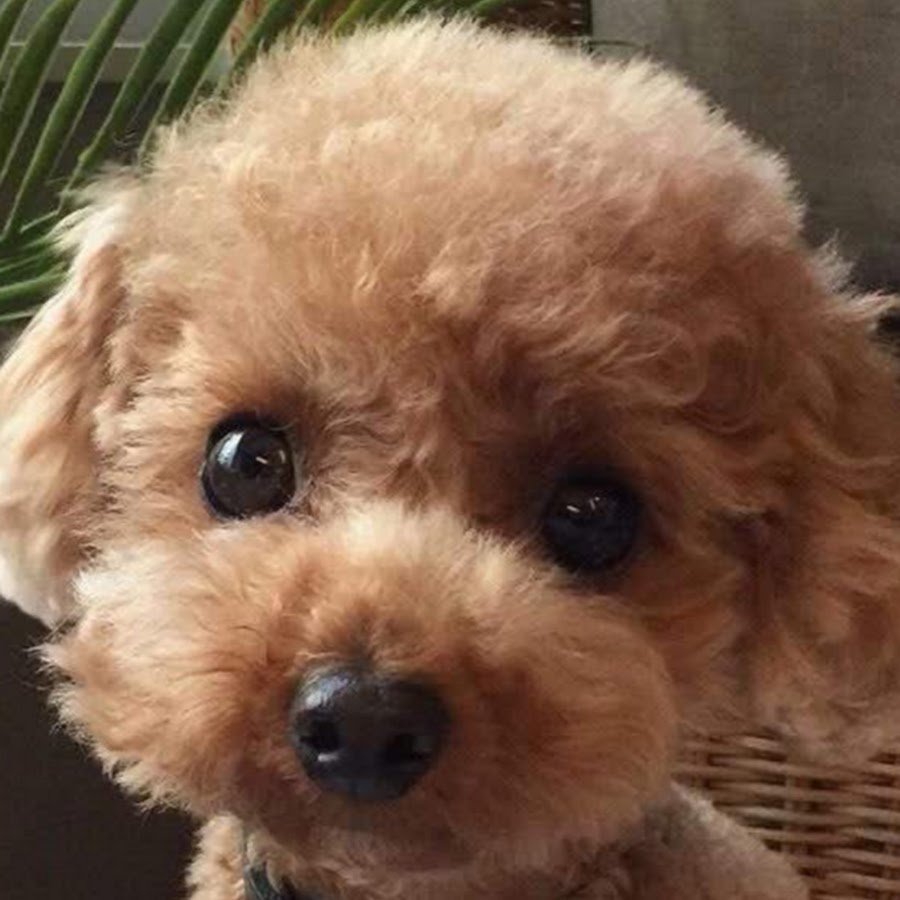 Мальтийский пудель карликовый