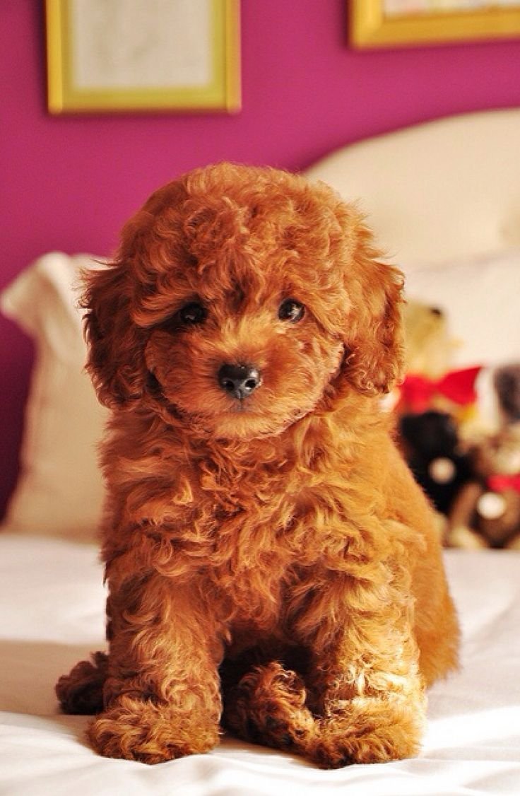 Карликовый пудель черный