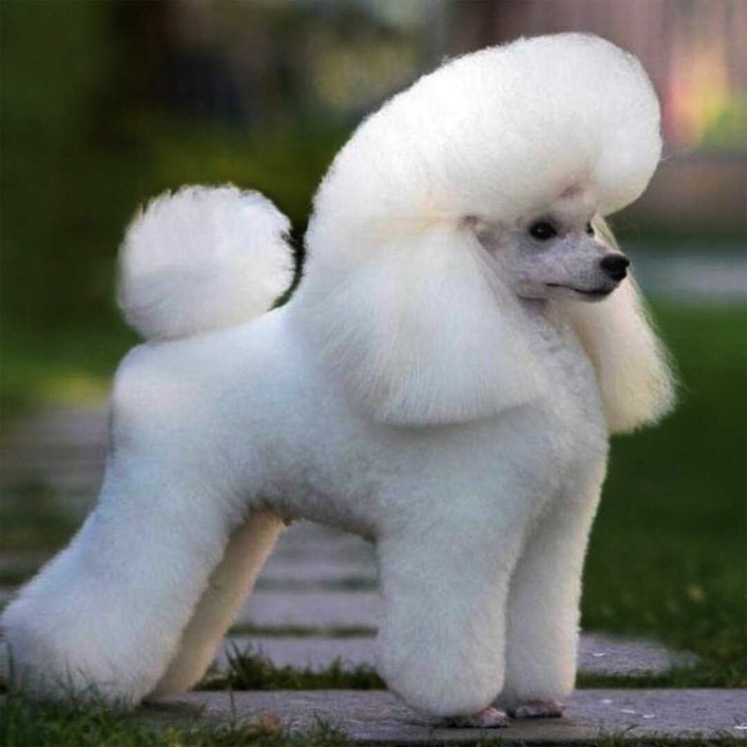 Королевский пудель