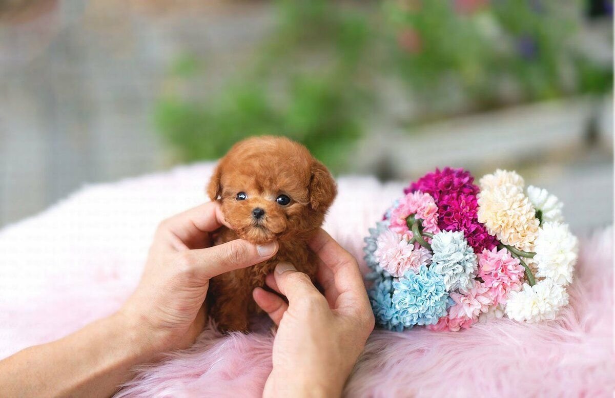 Той пудель мальтипу