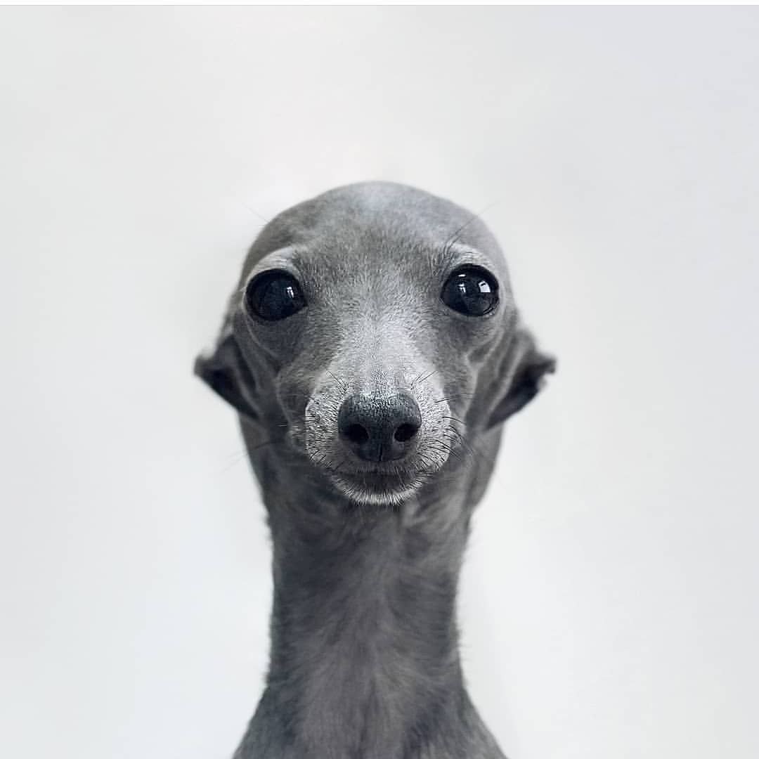 Древнеегипетская Левретка