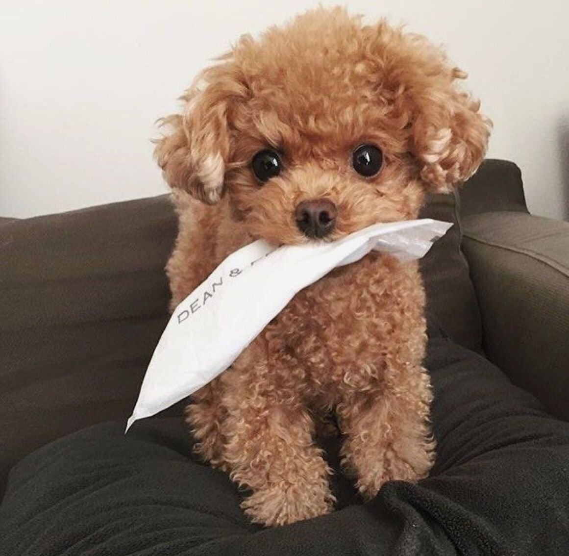 Мини мини карликовый пудель