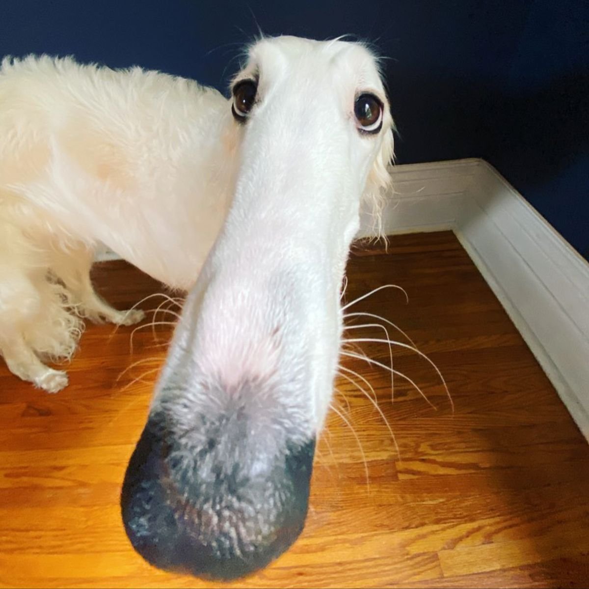 Long nose Dog