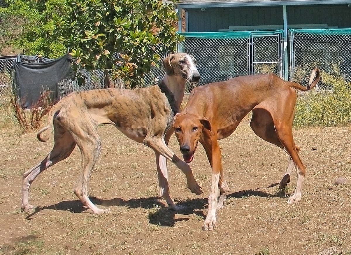 Азавак (Африканская гончая щенок