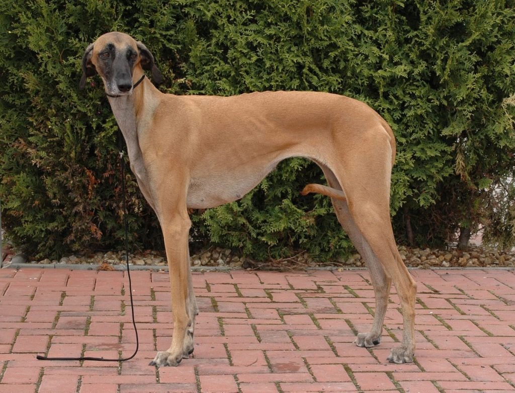 Слюги порода собак