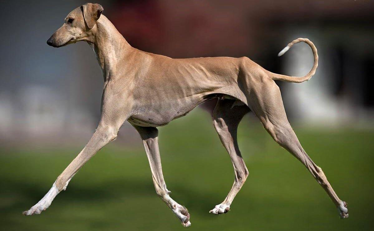 Азавак Левретка