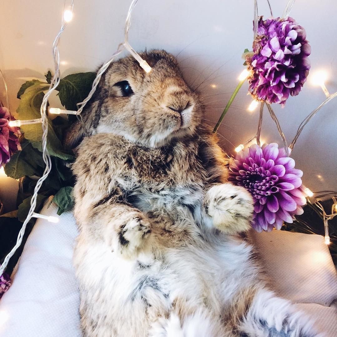 Английский вислоухий кролик