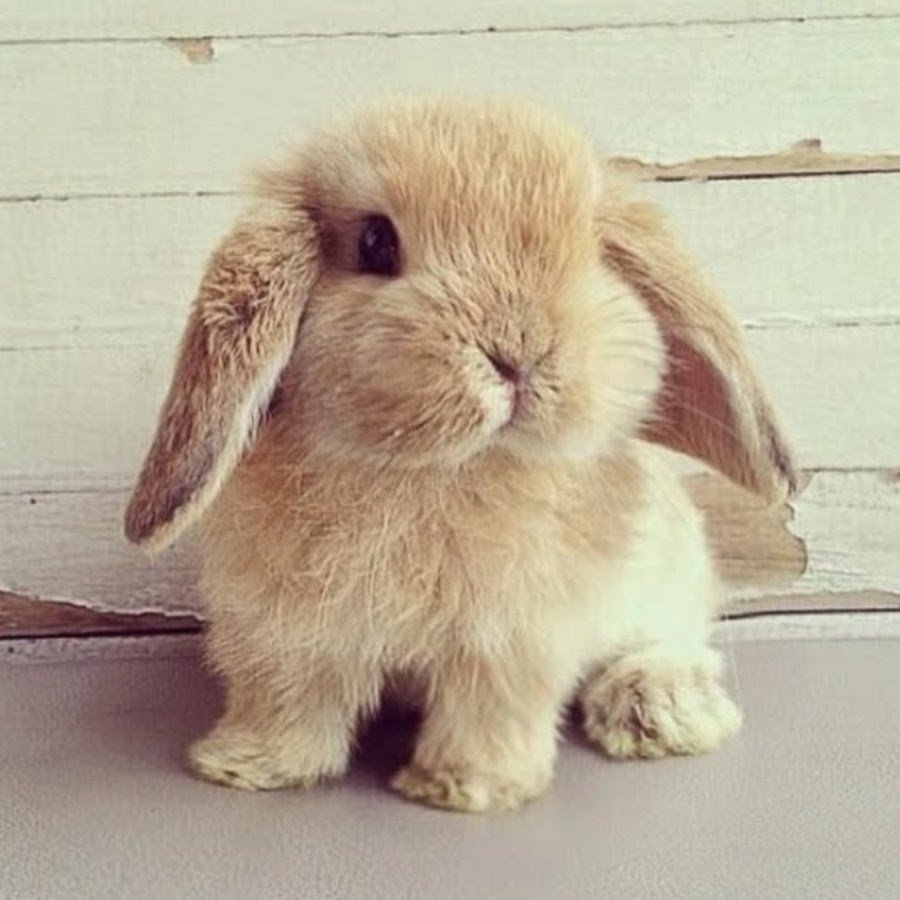 Английский вислоухий кролик