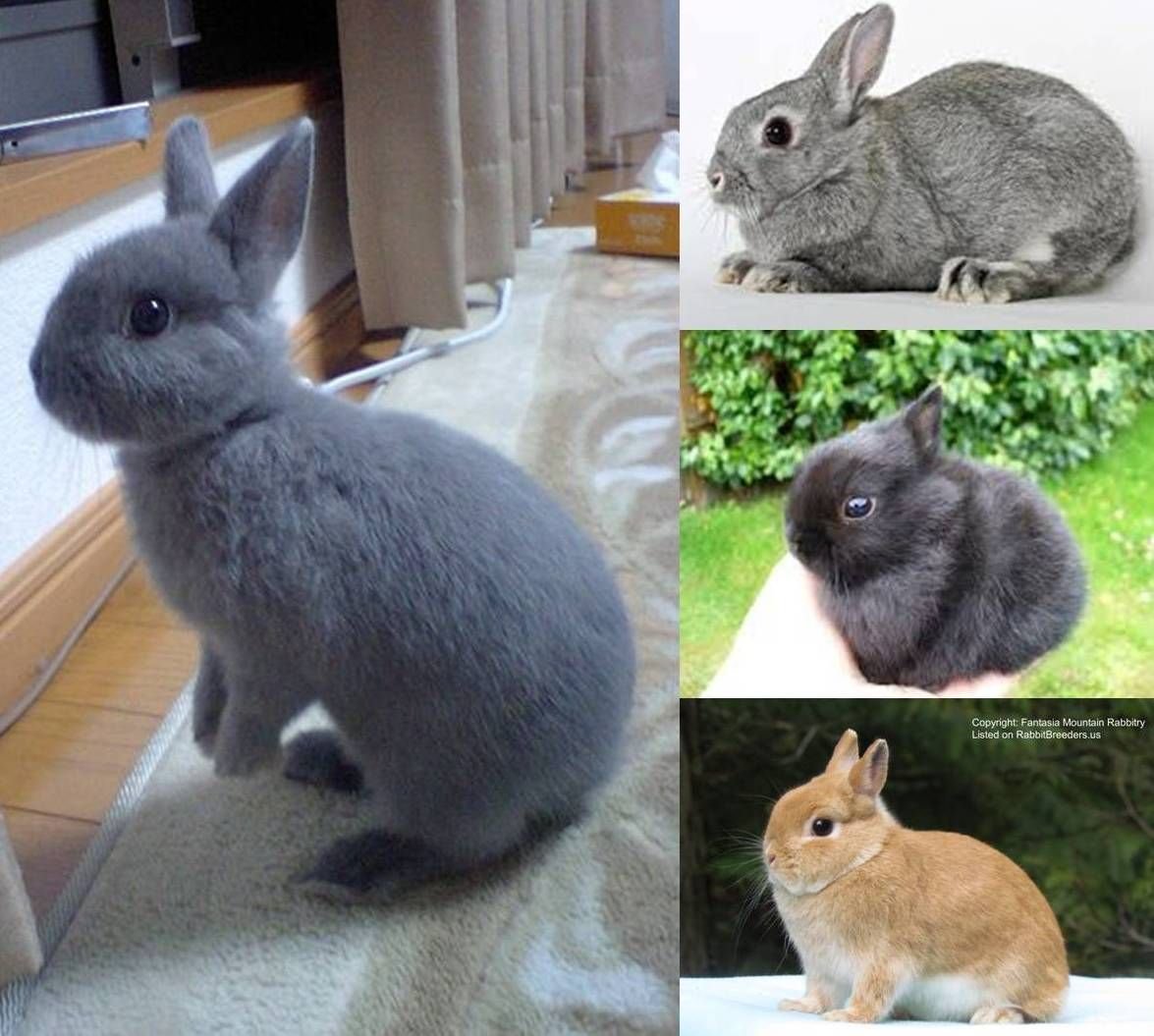 Bunny Hare Rabbit разница