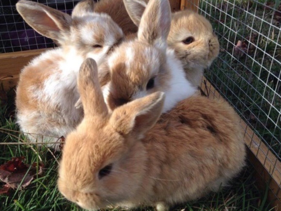 Кролик с цветами