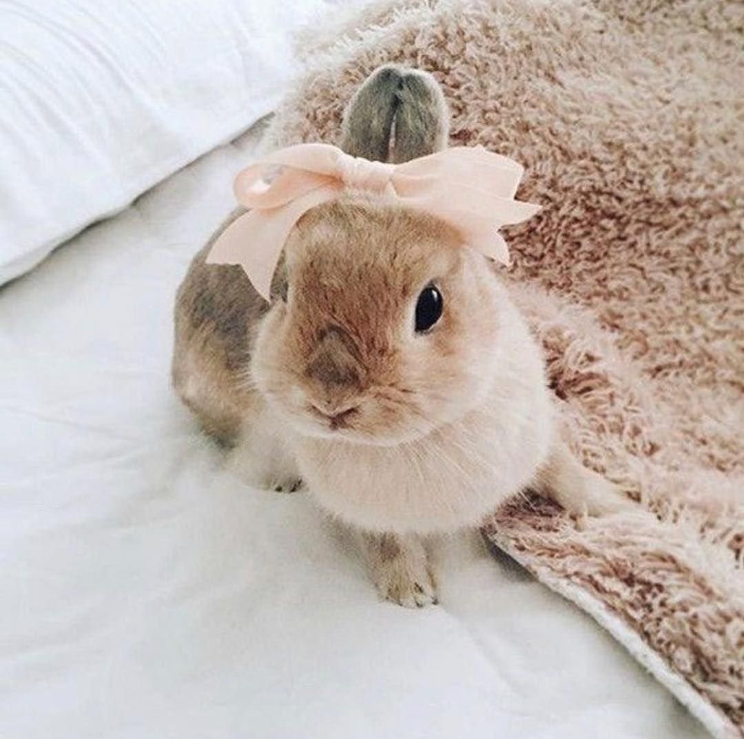 Расцветки кроликов