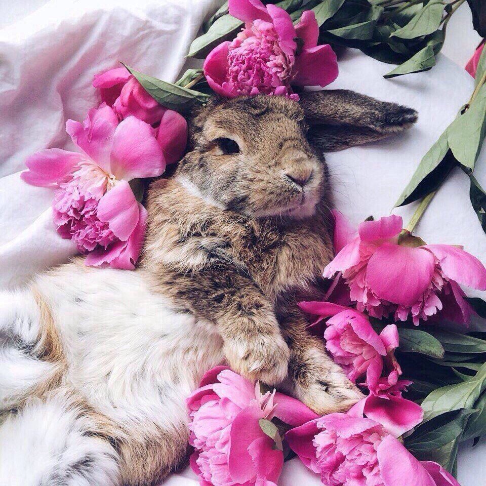 Необычные кролики