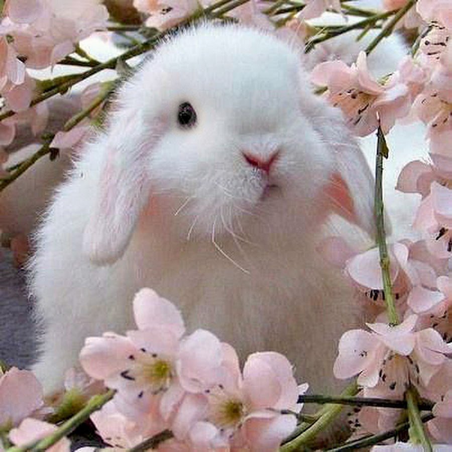 Сиамский кролик