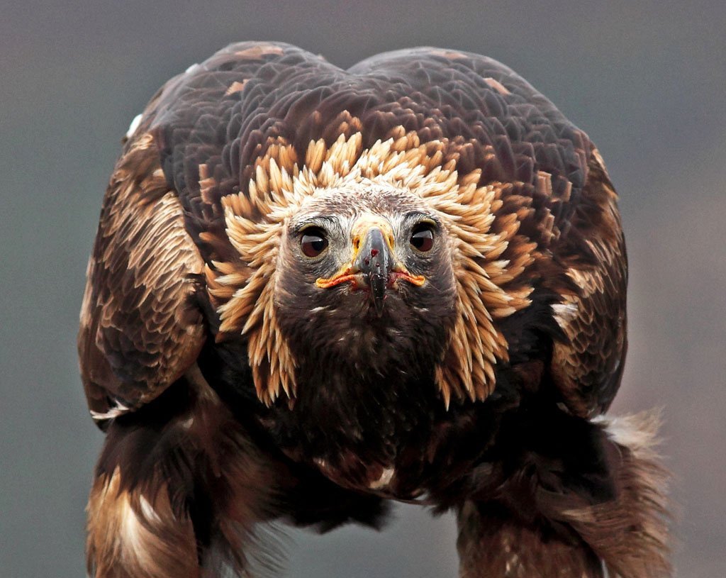 Самый большой орёл Бе́ркут (лат. Aquila chrysaetos