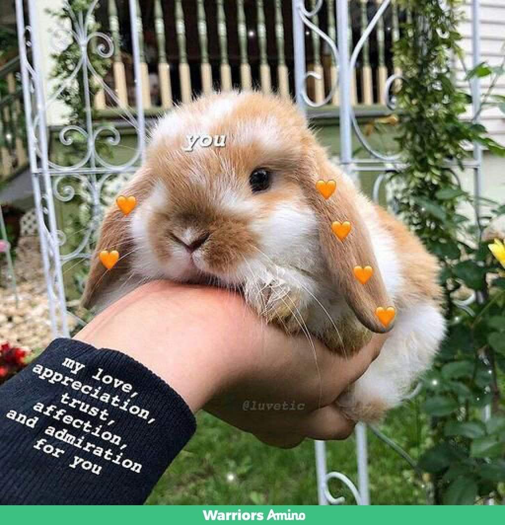 Кролик референсы