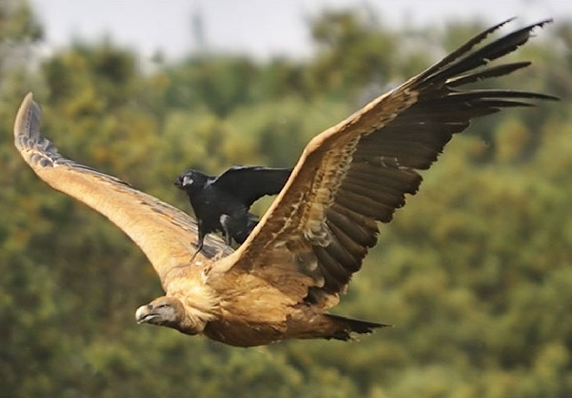 Ворон верхом на Орле