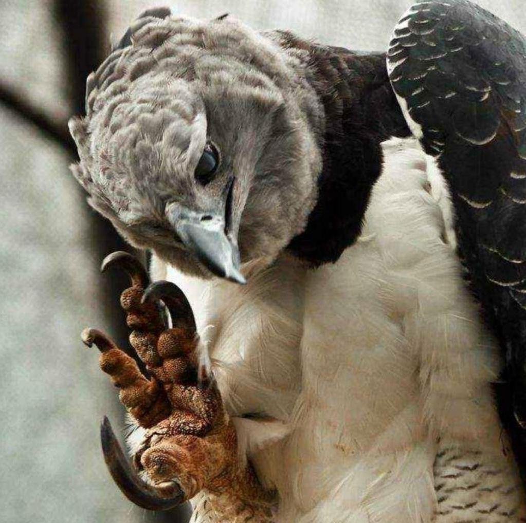 Орел Гарпия когти