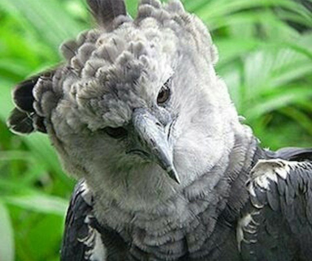 Южноамериканская Гарпия Гватемала