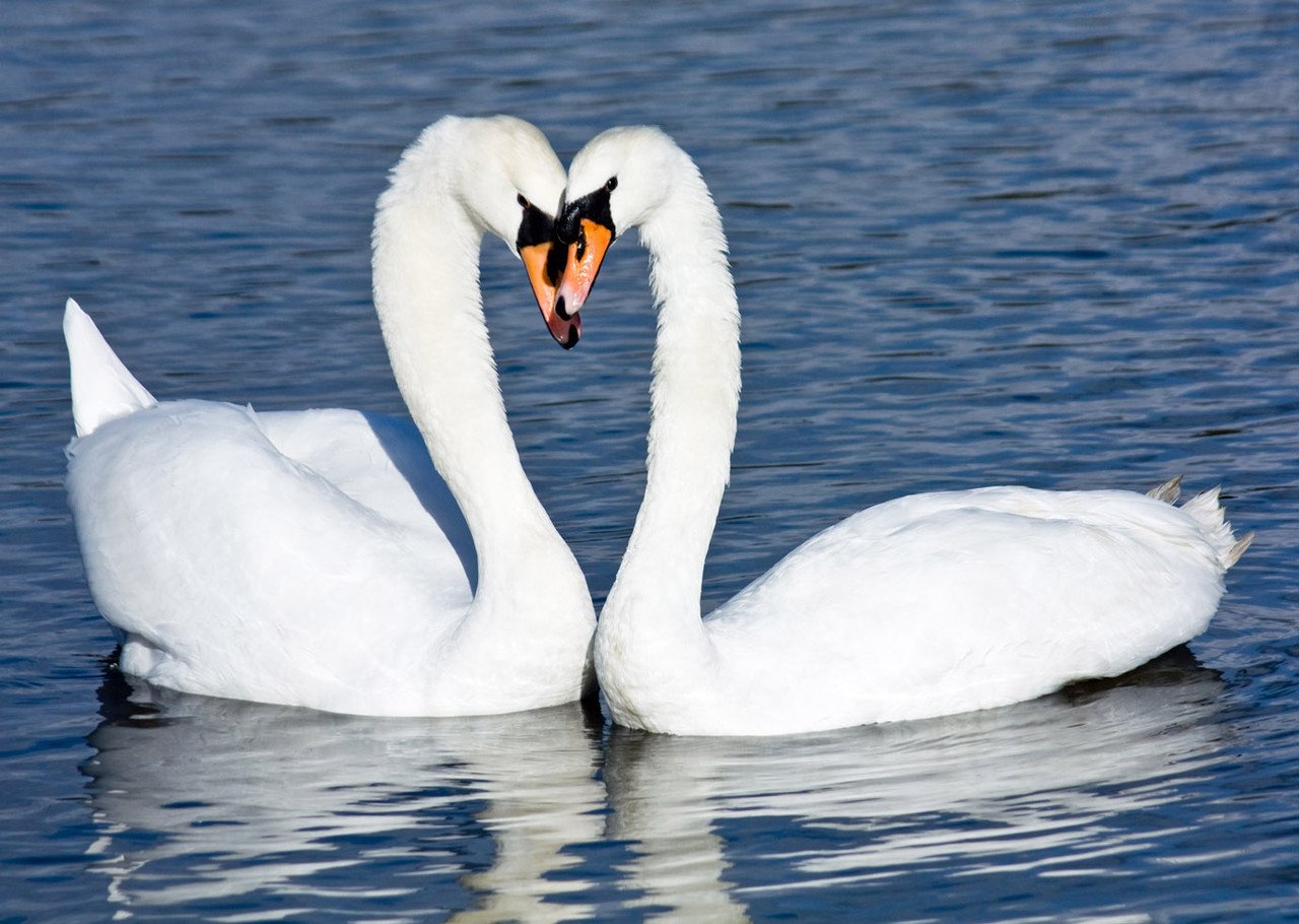 Лебедь символ любви. Белый лебедь. Пара лебедей. Любовь и лебеди. Красивые лебеди.