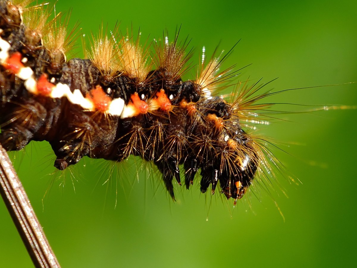 Гусеница Euproctis similis