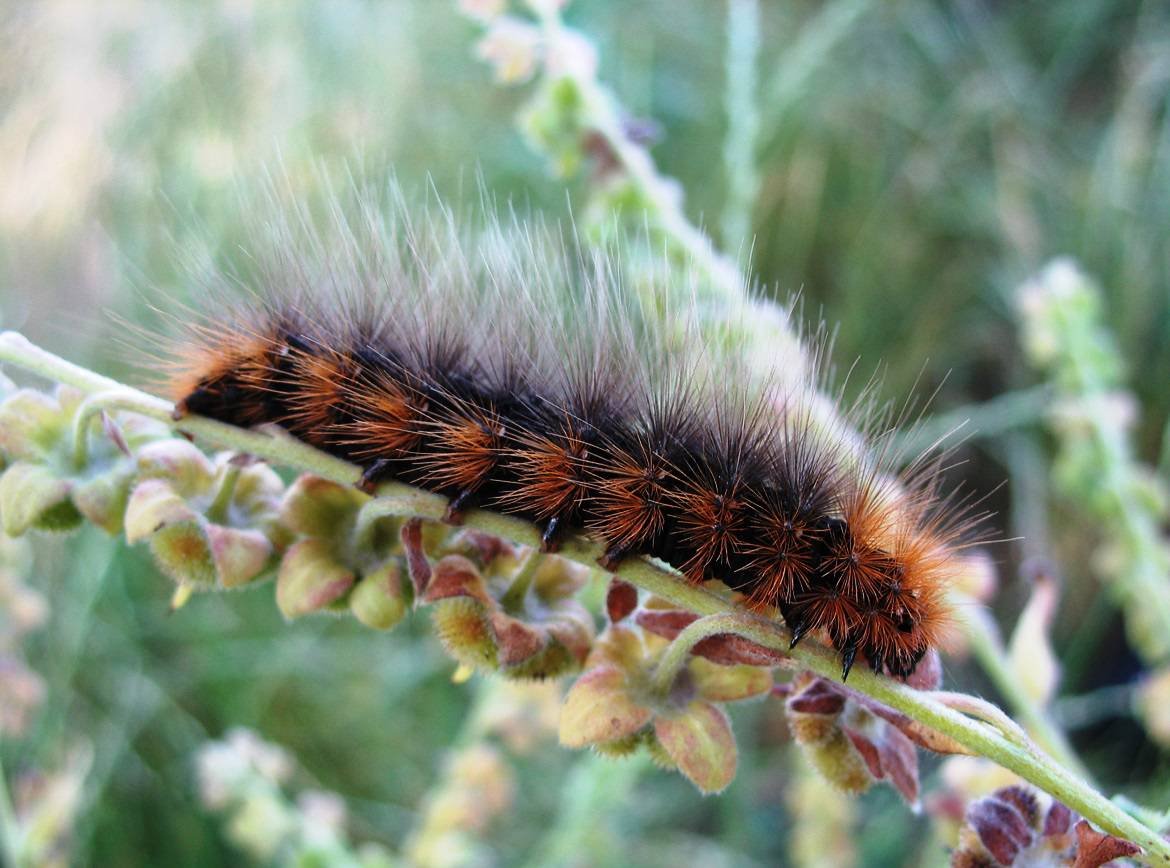 Пушистая гусеница в Сибири