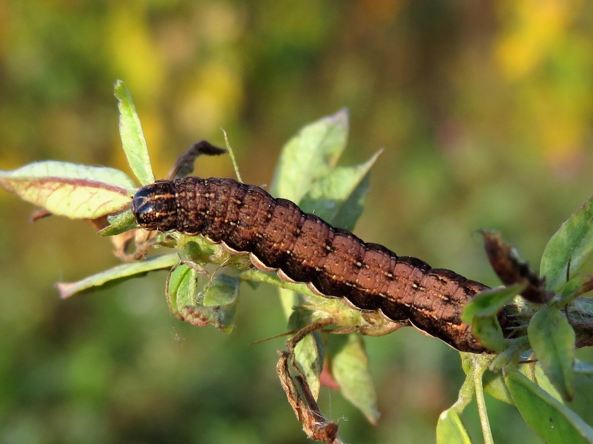 Гусеница бабочки шоколадницы