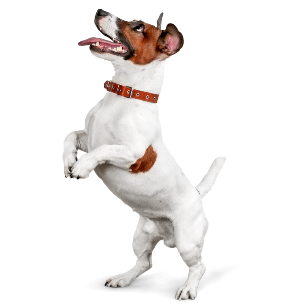 Смешные фото с Джек Расселом ресторан