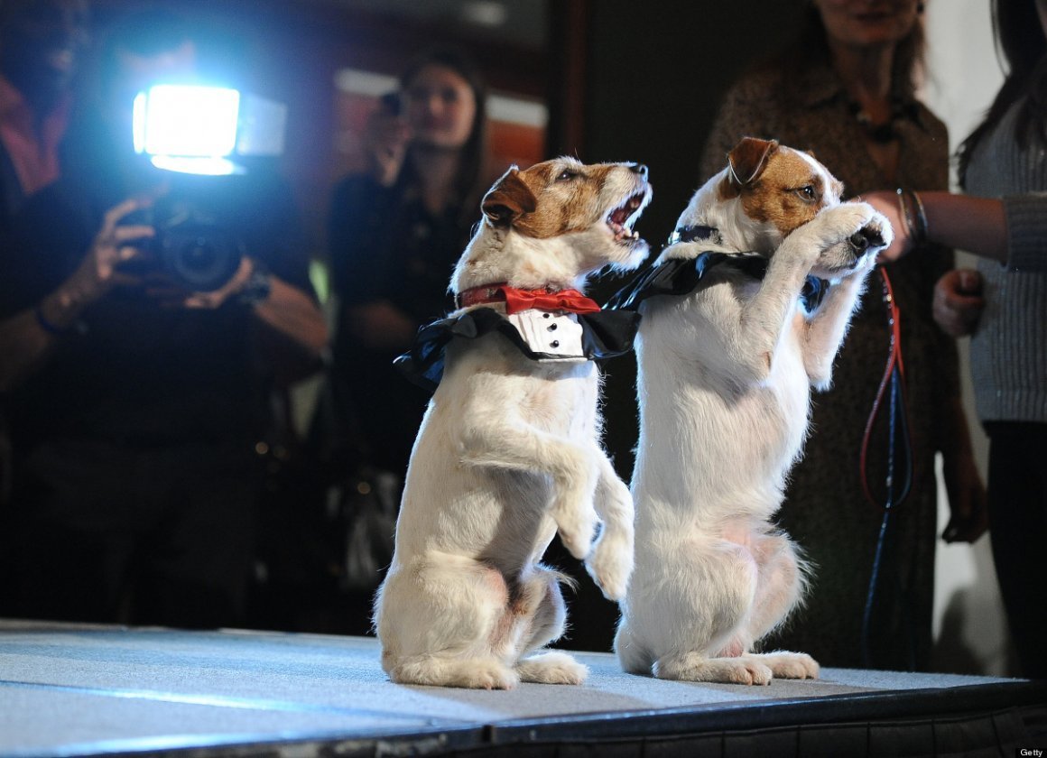 Порода собак Ричард Рассел