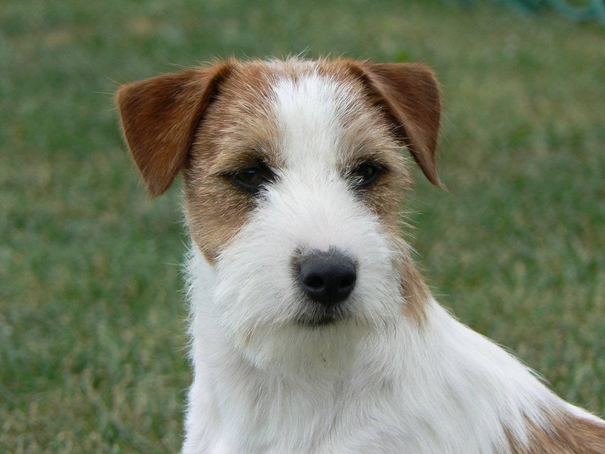 Курт Рассел собака фото