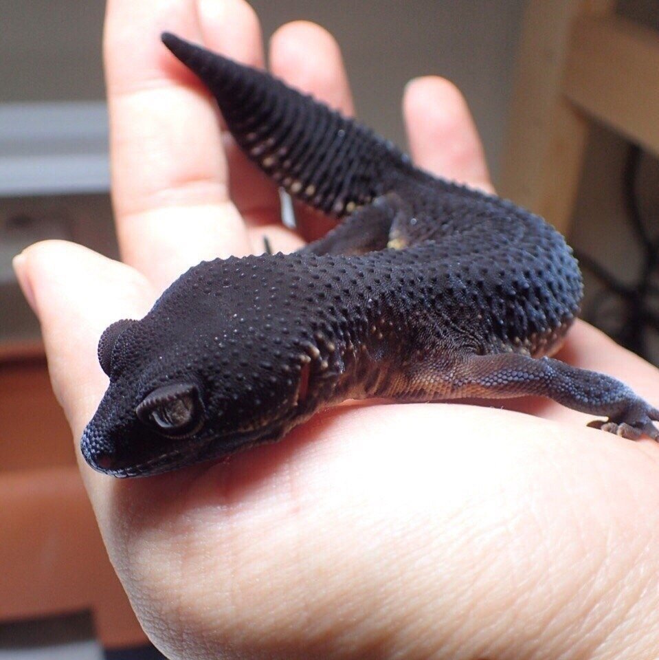 Эублефар морфы Black Night