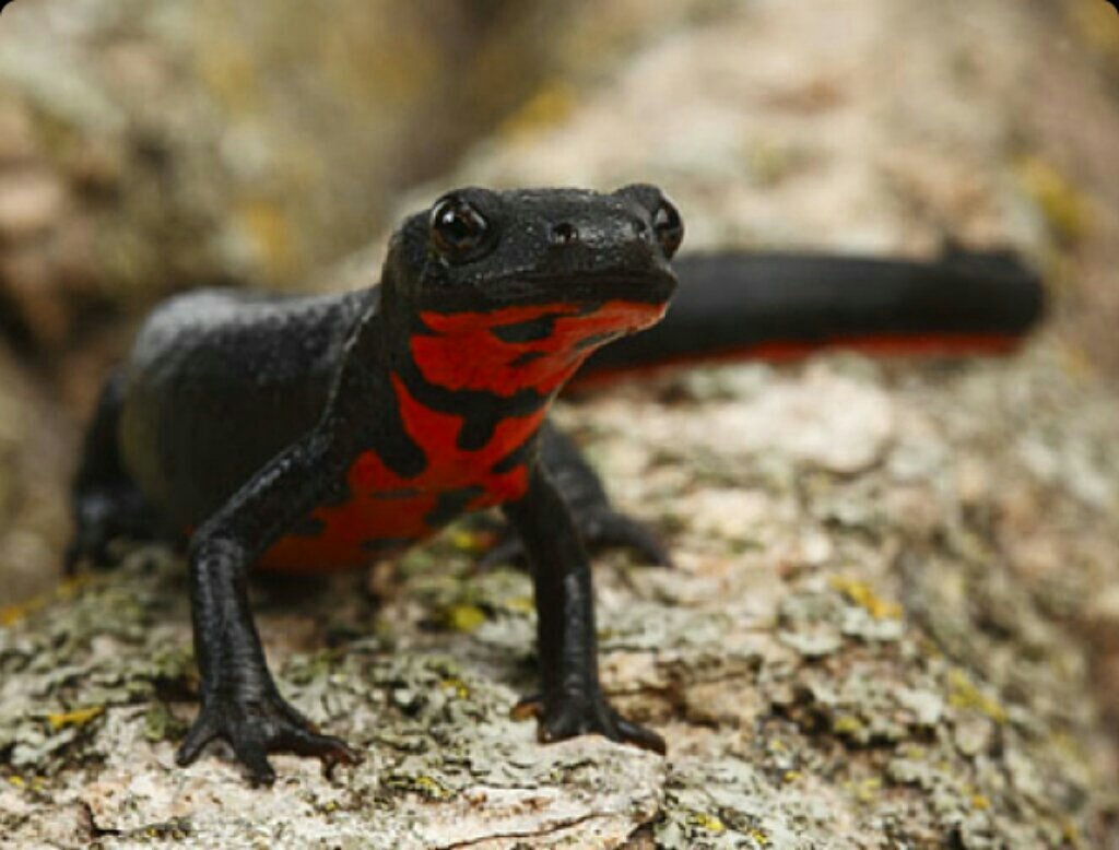 Огненнобрюхий Тритон