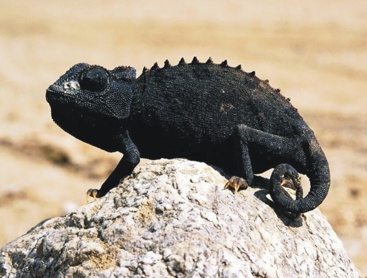 Жемчужная ящерица меланист