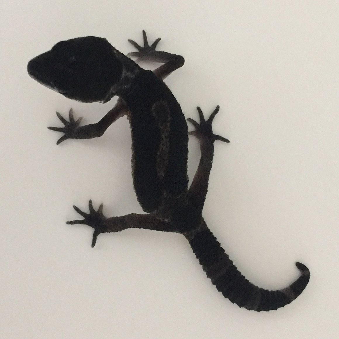 Геккон эублефар черный